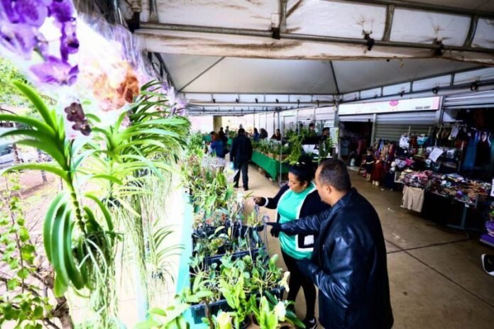 Cuiabá terá mais uma edição do Festival de Orquídeas e Rosas do Deserto