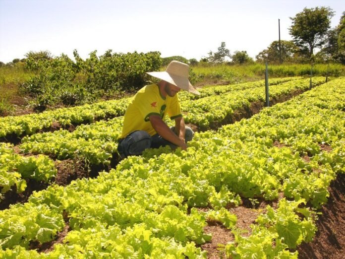 Sefaz reduz tempo para liberação de inscrição estadual de micro e produtores rurais