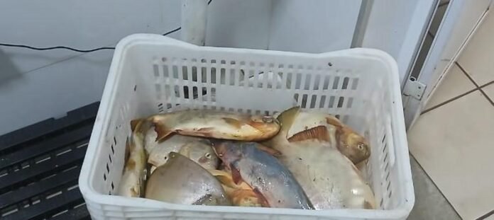 apreensao pescado