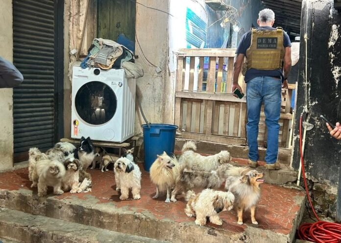 maus-tratos em um canil clandestino