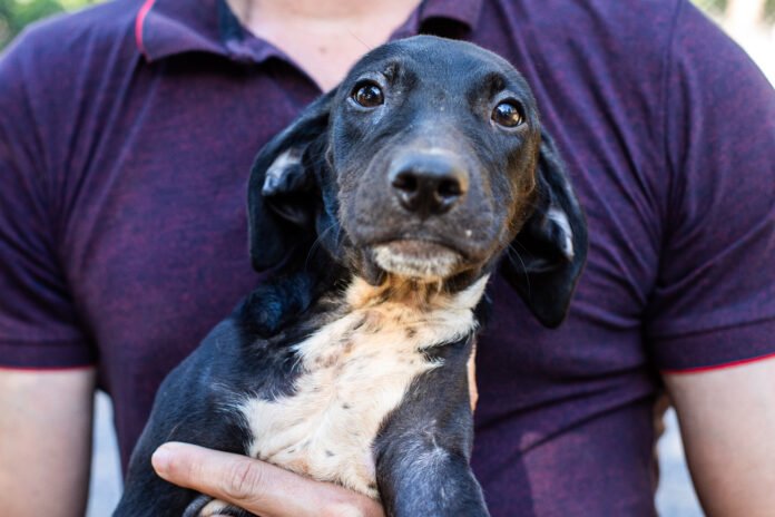 vacinacao anti rabica