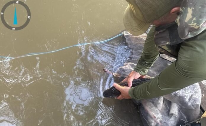 apreensao piracema 2025