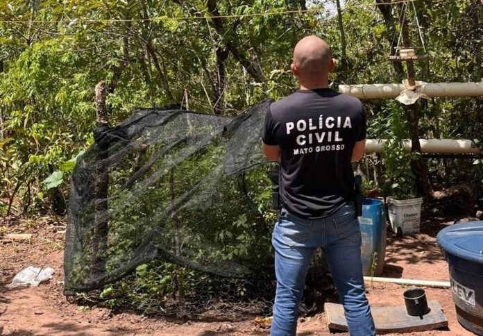plantação de maconha na zona rural de Alto Araguaia